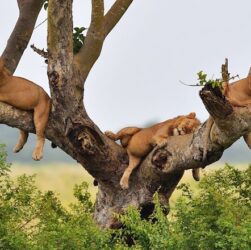 Royaume-Uni : Londres émet des recommandations pour éviter le parc national en Ouganda où des touristes ont été tués