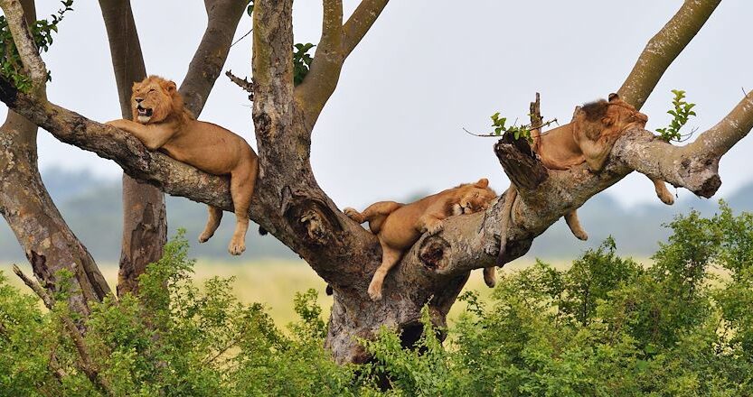 Royaume-Uni : Londres émet des recommandations pour éviter le parc national en Ouganda où des touristes ont été tués