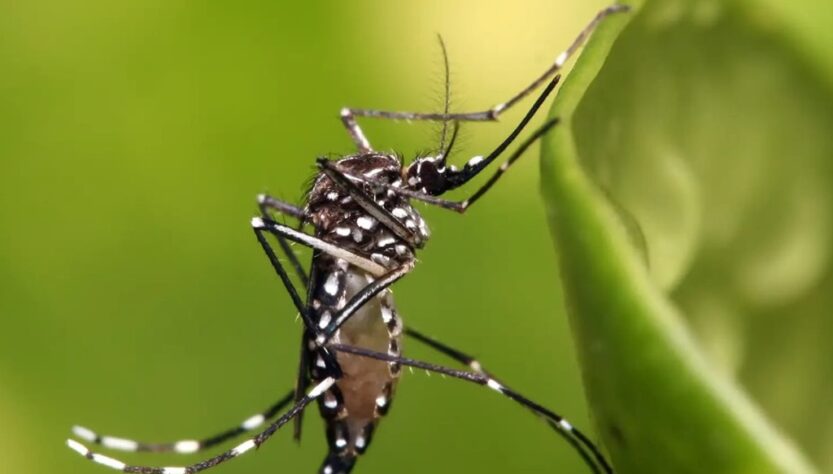 Les États-Unis approuvent le premier vaccin contre le chikungunya développé par Valneva