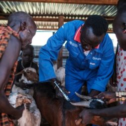 Adaptation des éleveurs au Soudan du Sud : Vaccination du bétail et initiatives de la FAO face au changement climatique et à l'insécurité alimentaire