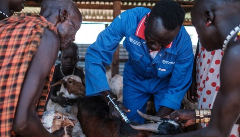 Adaptation des éleveurs au Soudan du Sud : Vaccination du bétail et initiatives de la FAO face au changement climatique et à l'insécurité alimentaire