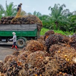 Chute de la production d'Huile de Palme chez Pamol en 2022 malgré une expansion des cultures : contraintes et défis persistants